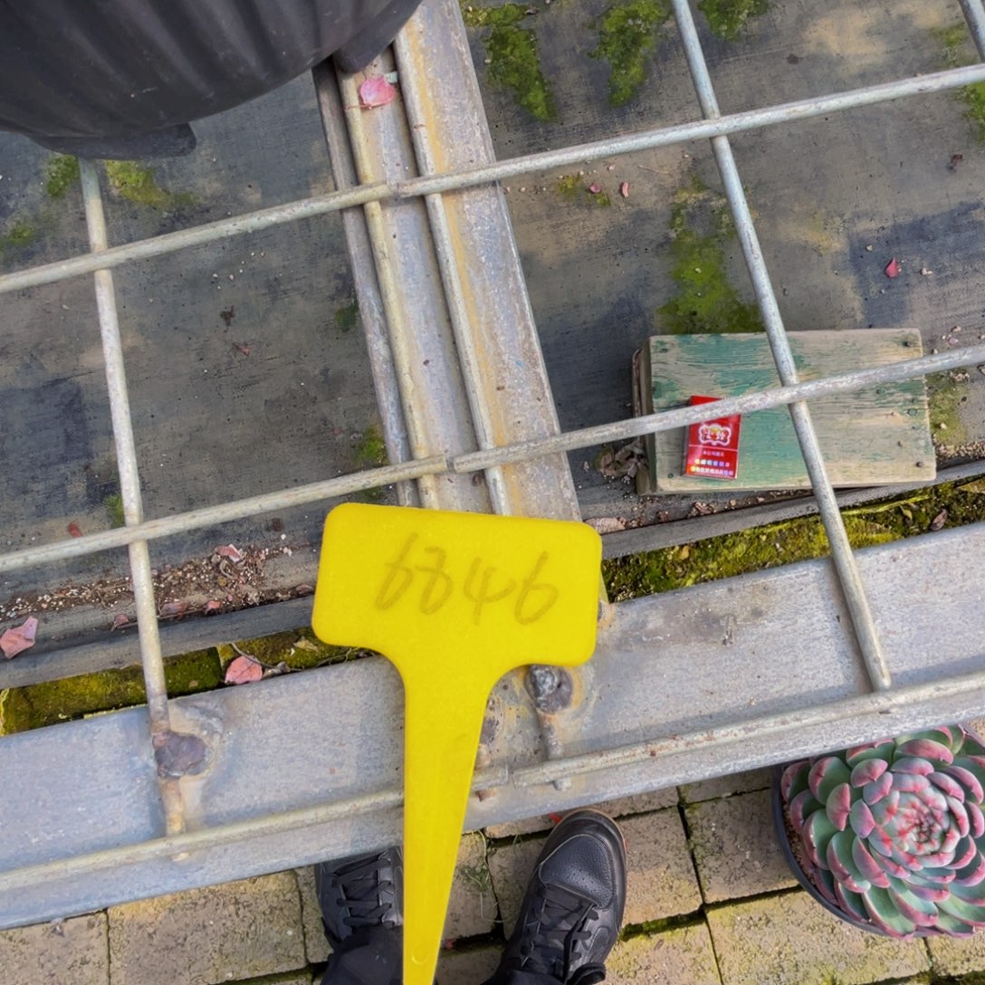 d***q6846上午多肉植物