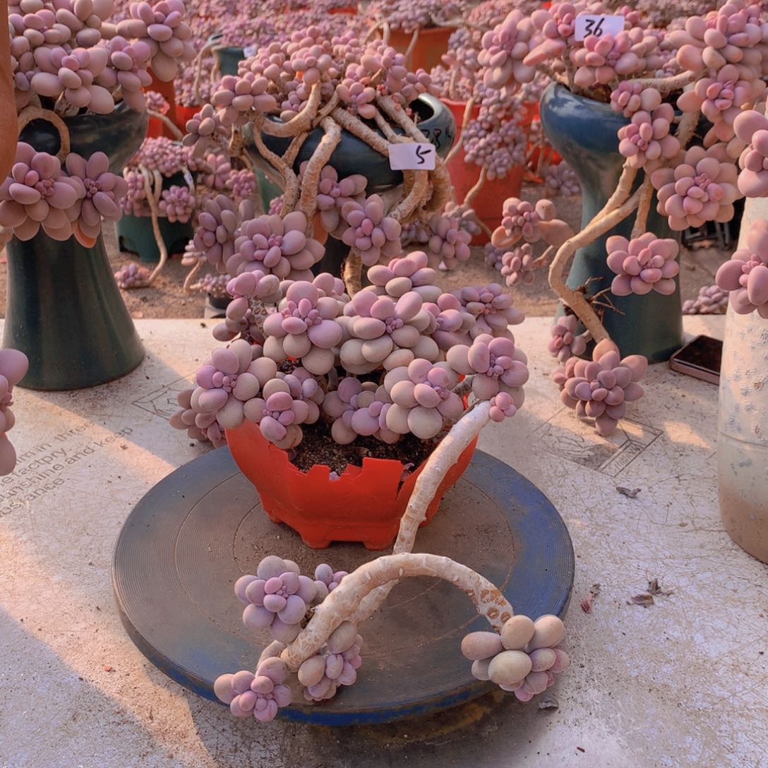 67一物一拍桃蛋老桩