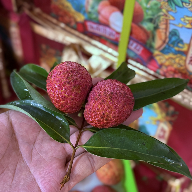 正宗海南无核荔枝；新鲜水果现摘现发2斤装大果荔枝同城送