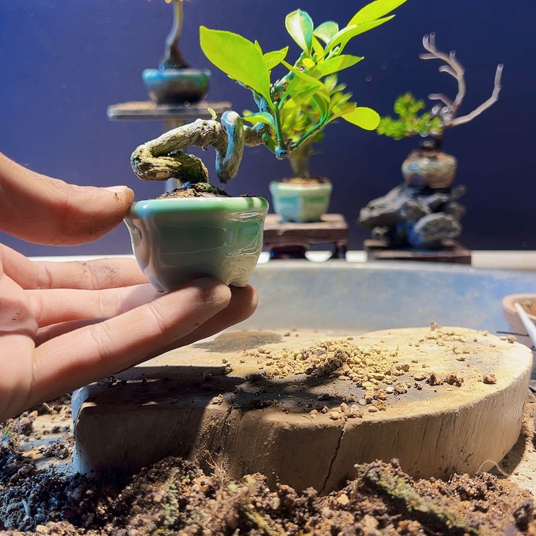 盆景11111111111111111