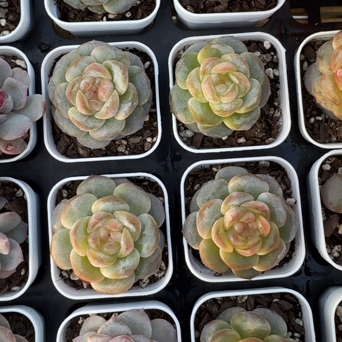 1028-88-玉茗单头量拍