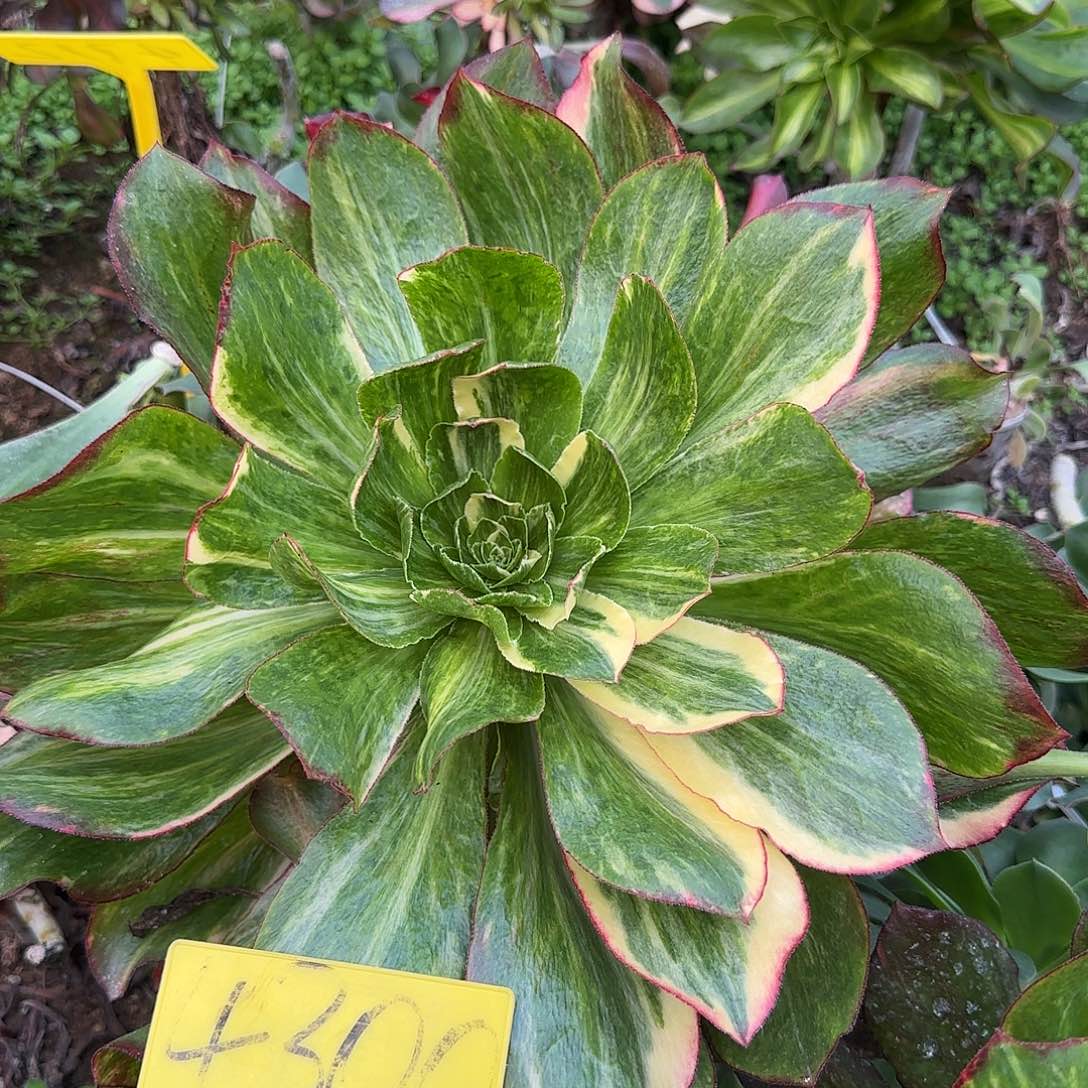 静***光4300---多头多肉植物掰下来发