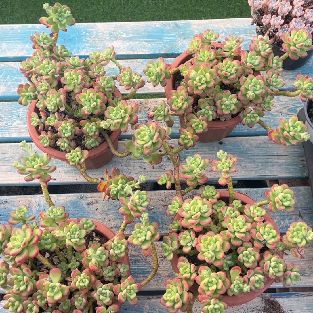 香格里拉，20公分➕