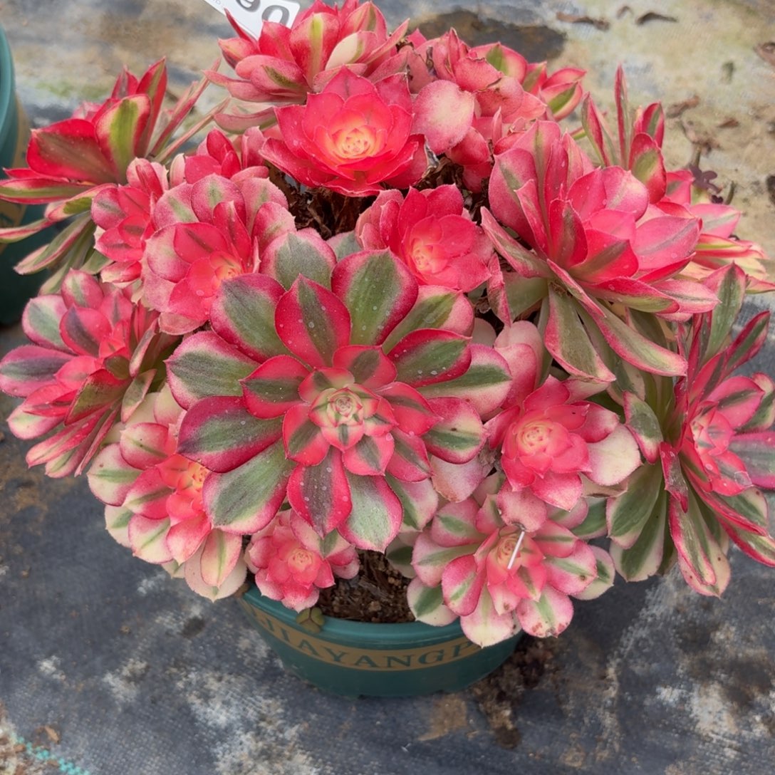 用***雨490大倾城多肉植物