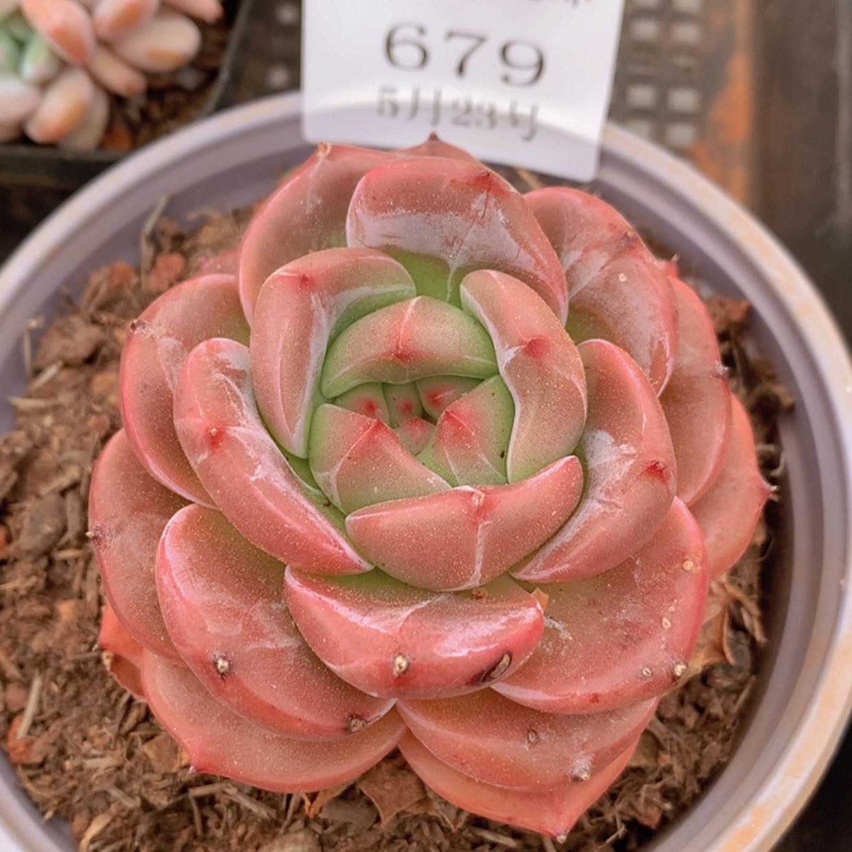 【闪购商品】云679号Q橙