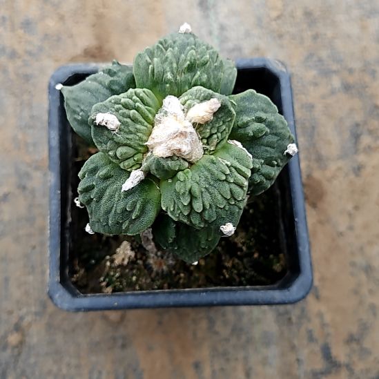 草球苗接怒涛牡丹一物一拍