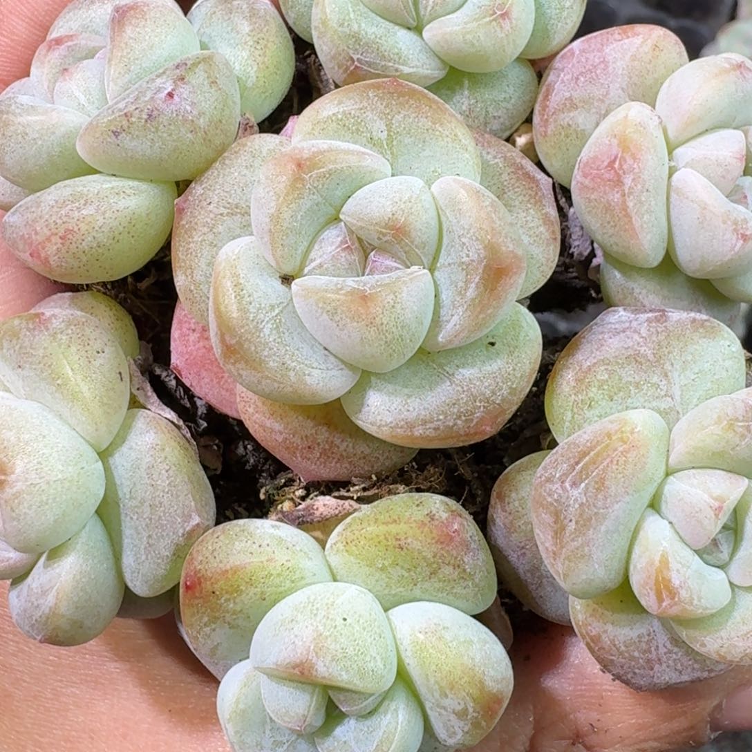 248号到手8颗，白底冰玉