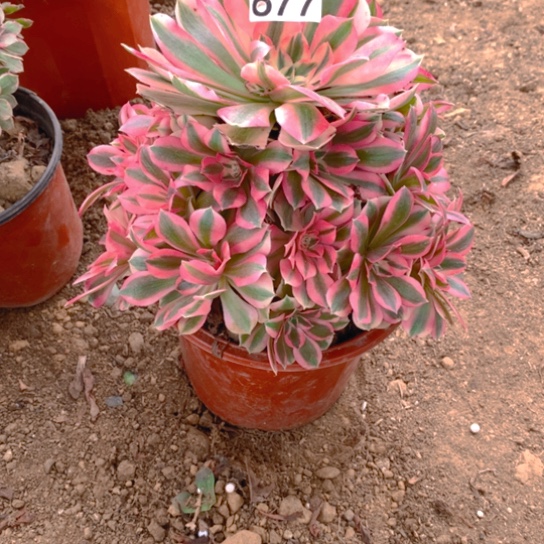 无花朵677粉女巫多肉植物