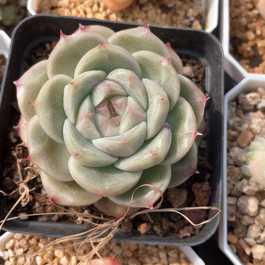 优选麦秆福利9051