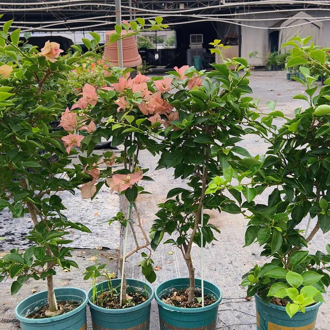 当前无花栽培后可以开花所罗门一颗