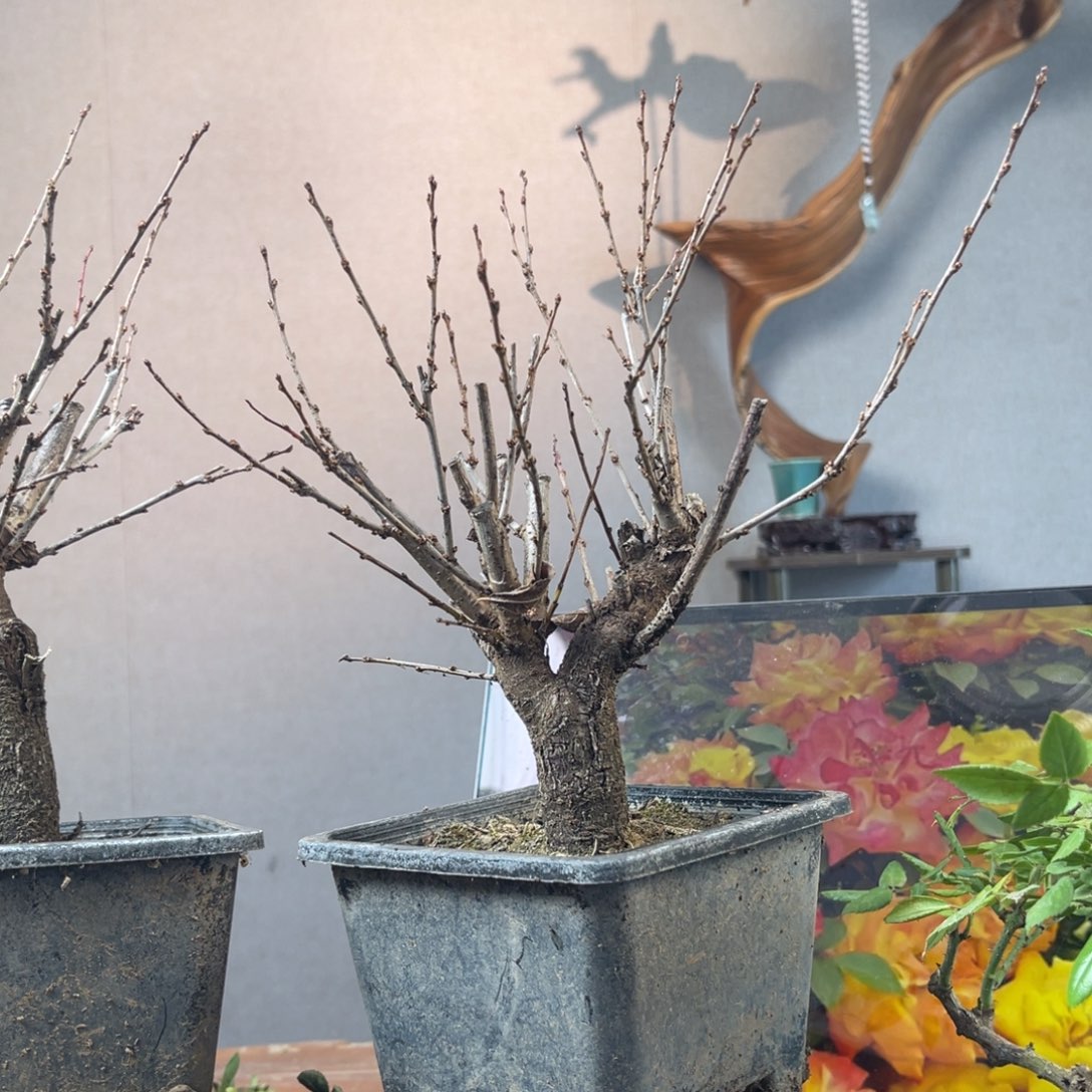 篱***歌少量花朵（建议范围：2朵-5朵 或40%以下）