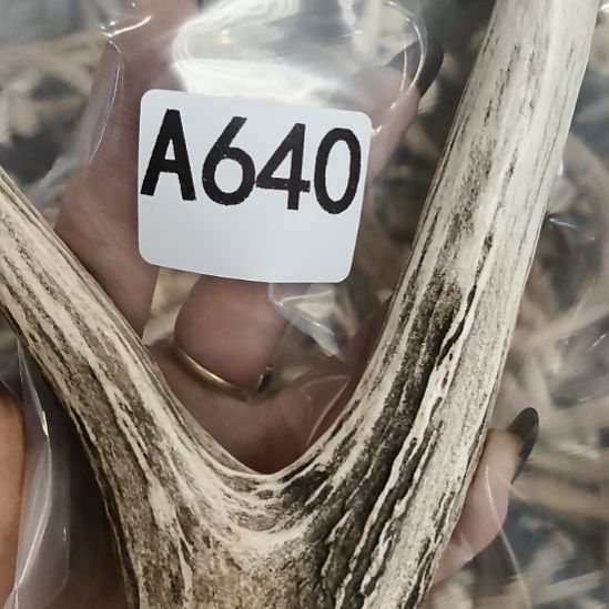 浪***心鹿角鹿角鹿角鹿角鹿角