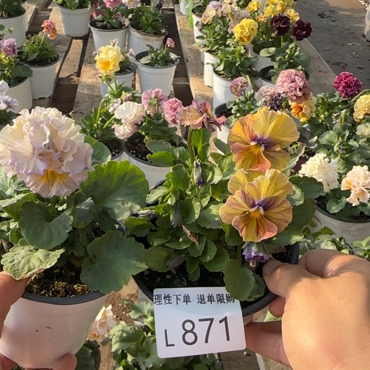 东***司无花朵L871两棵小苗默认苗晃零下5勿拍