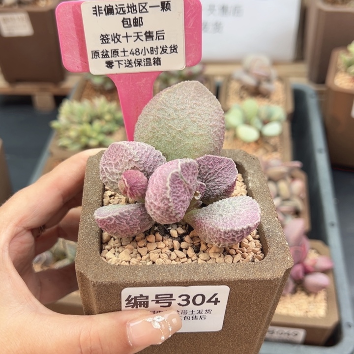 304哈默猪肝多肉植物