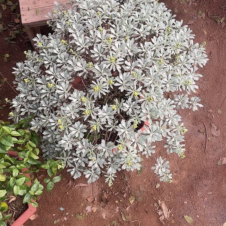 思***维无花朵带土球发货