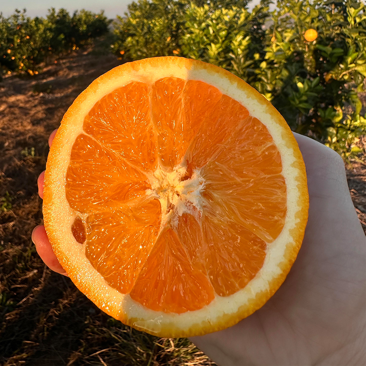 宜章脐橙 高山果 3斤