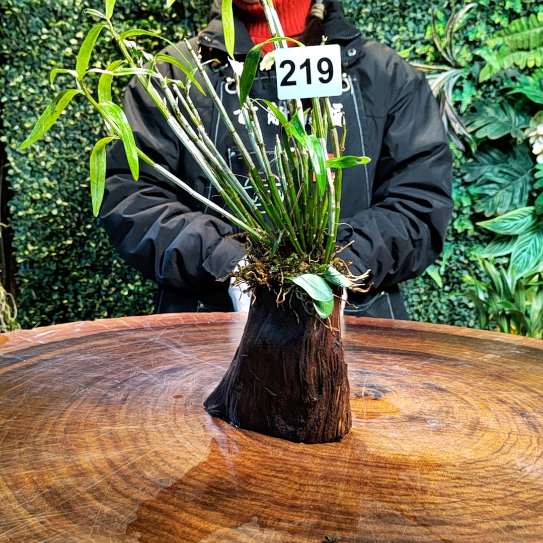 【闪购商品】219铜皮花