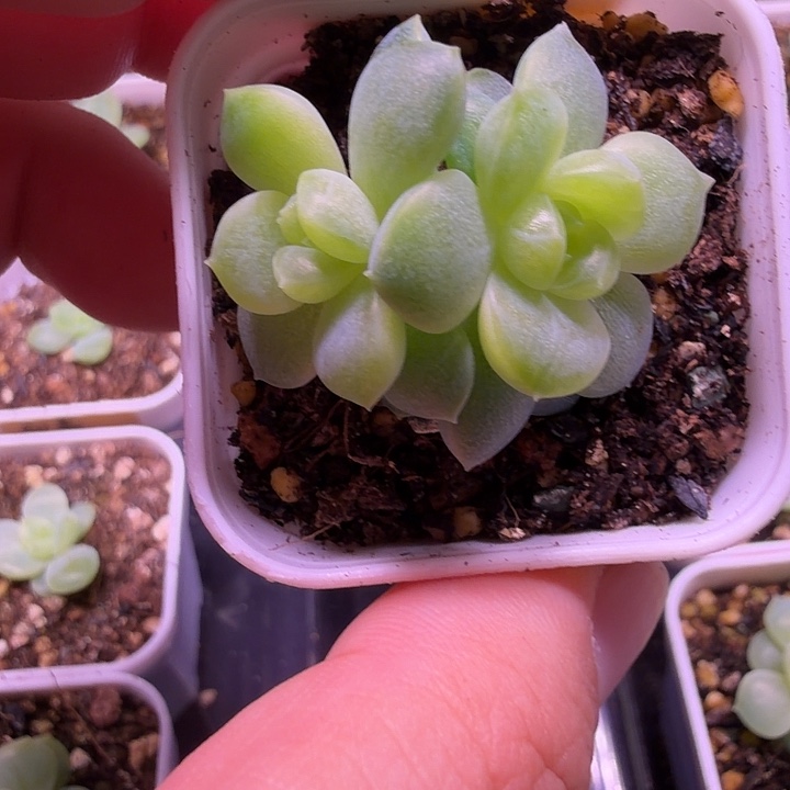 小***丑遥遥M361四方盆一物一拍