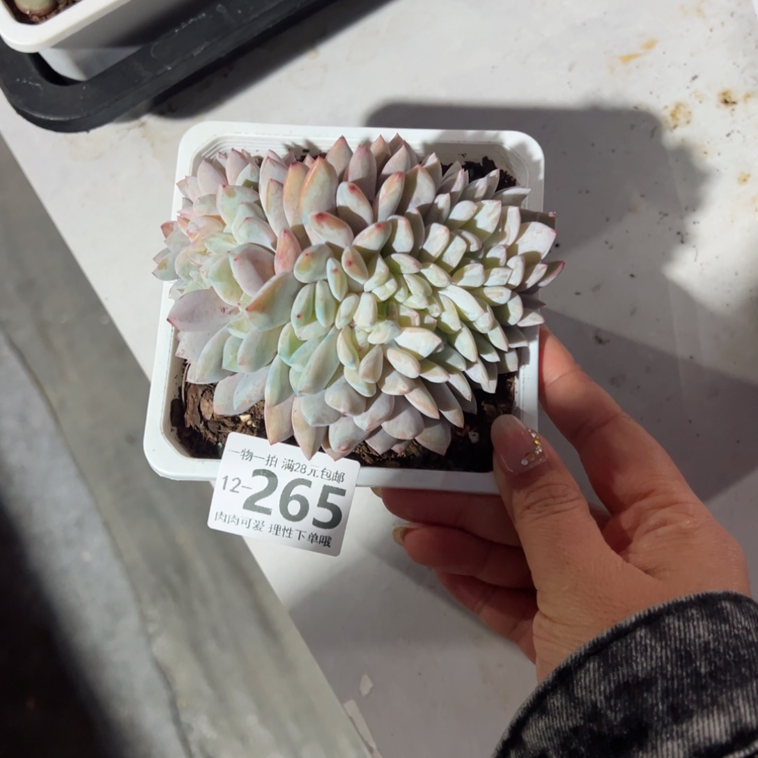 橙梦露缀化多肉多肉