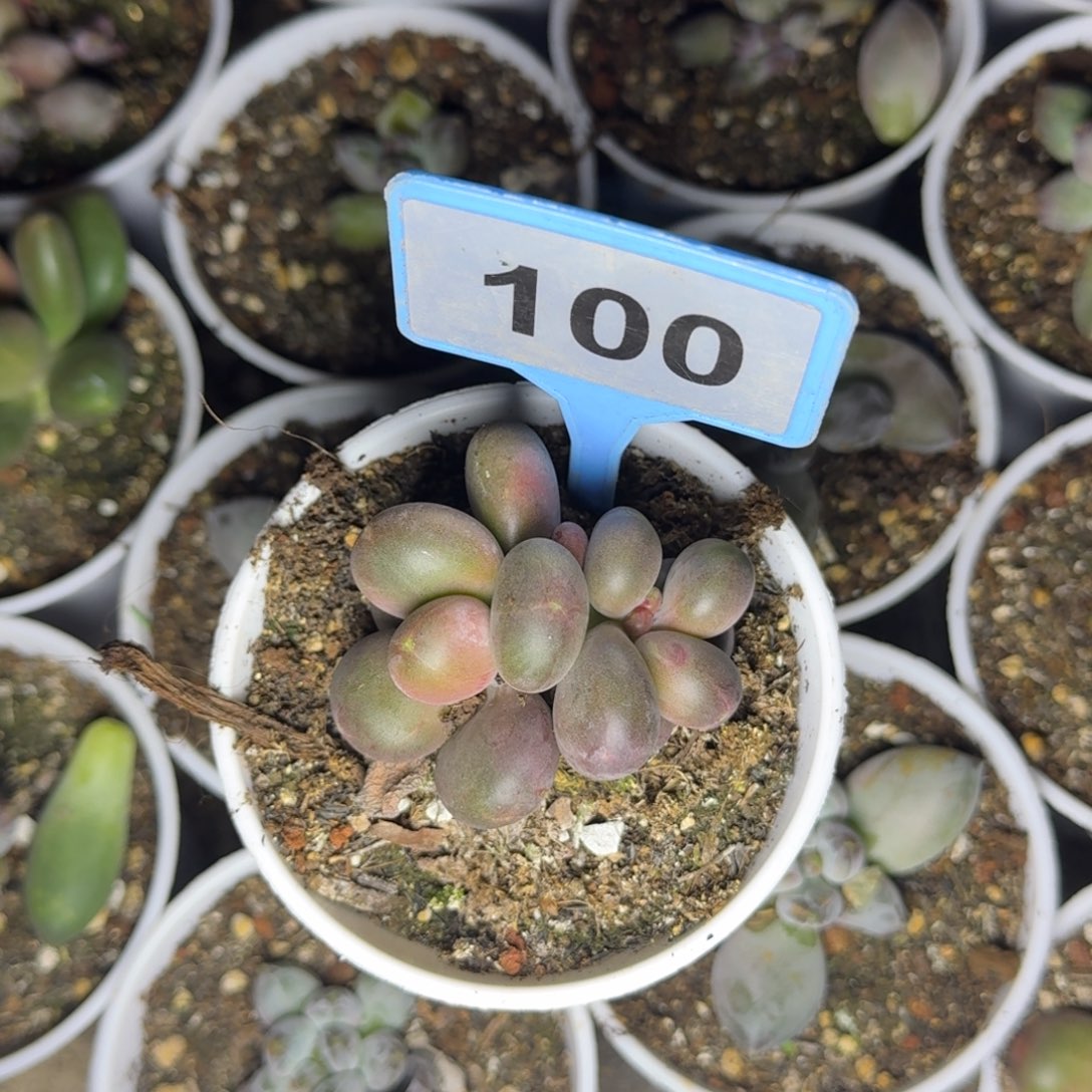 l***.多肉植物芒果奶100