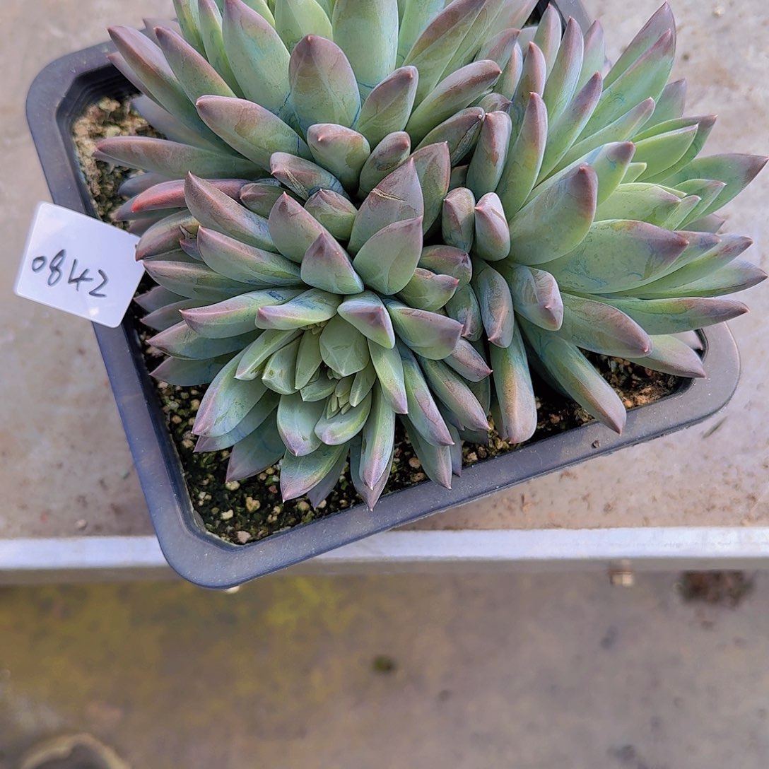 我**尘0842杂交多肉植物