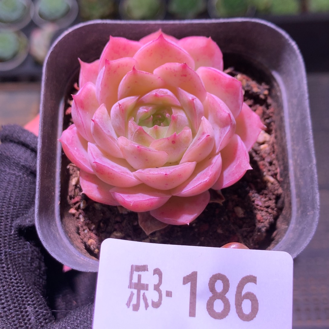 乐然 3-186 云梦仙子 