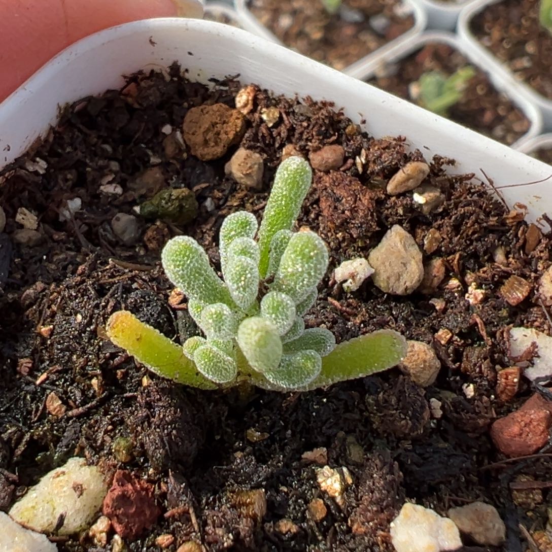 鸡***花dy3511实生冰霜杂盆口5cm