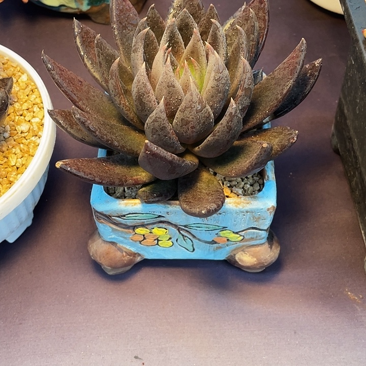 屿***多肉植物多肉黑骑士