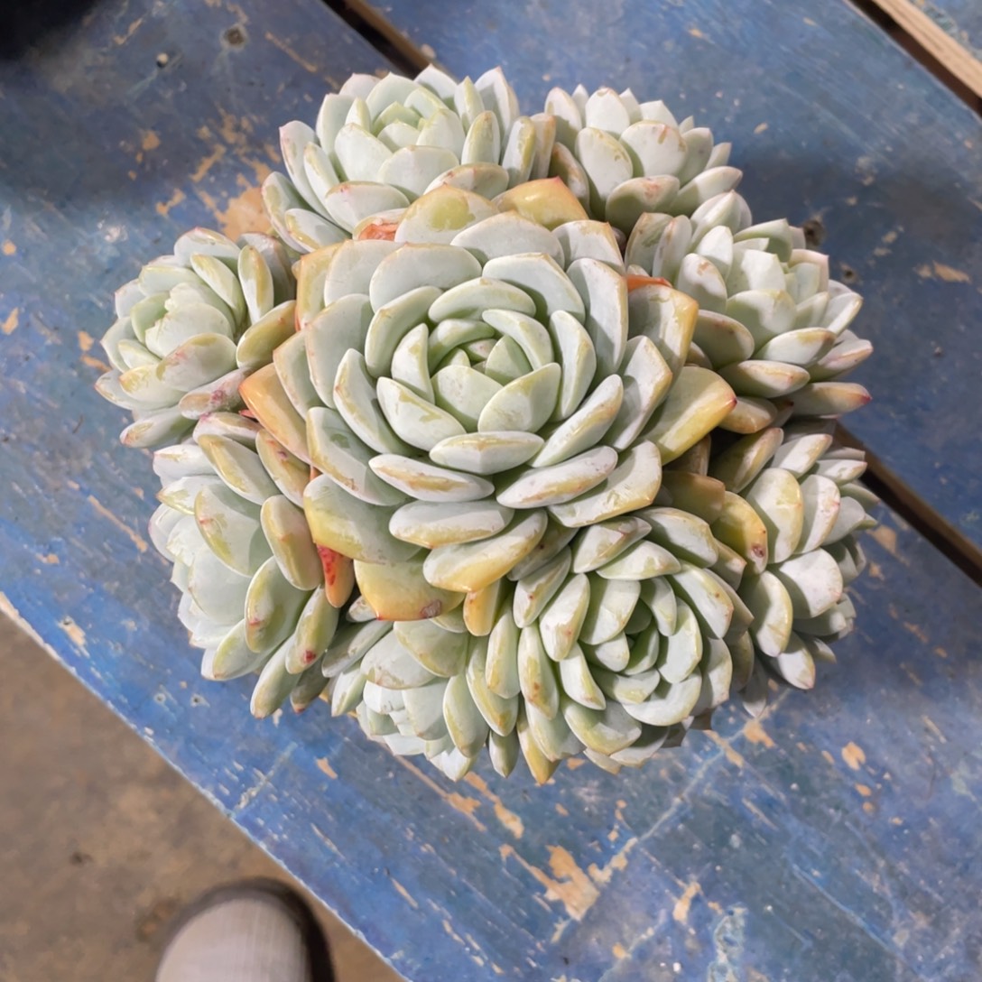 小***@一物一拍中通快递