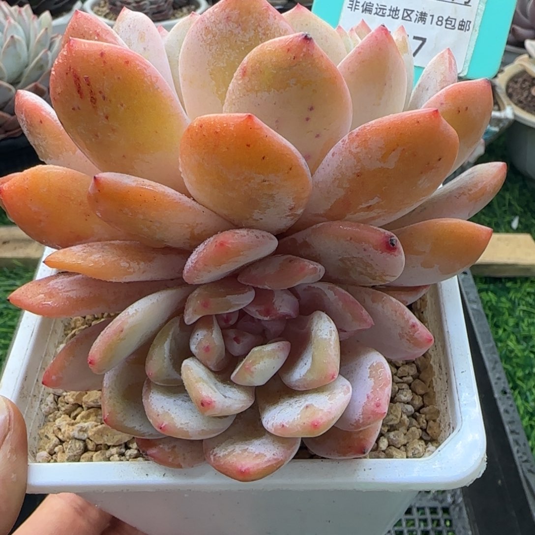 唐二姐多肉编号147