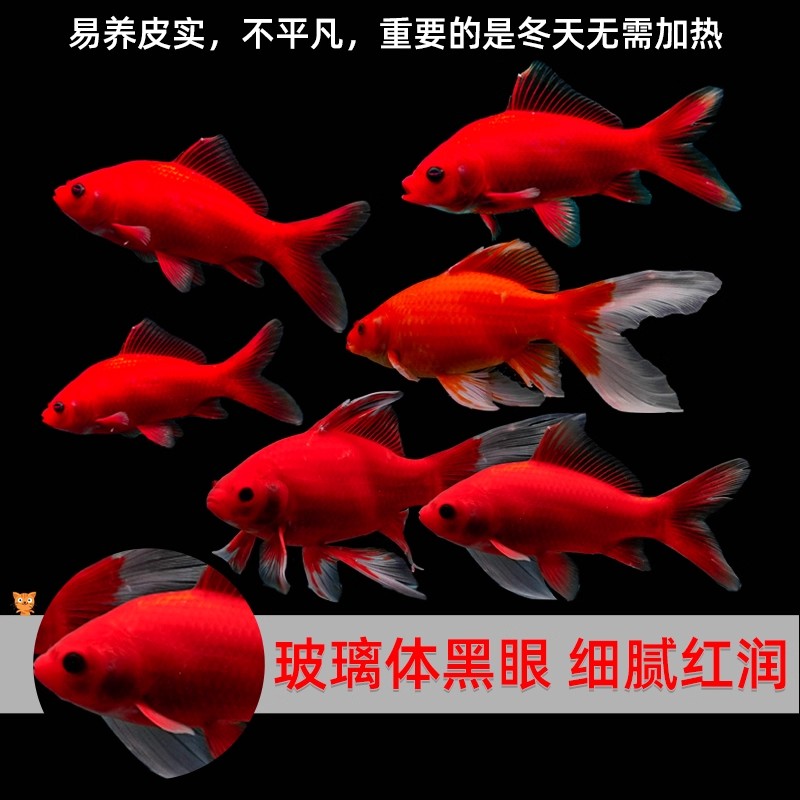 新手适用冷水血鹦鹉鱼淡水招财观赏鱼好养耐活