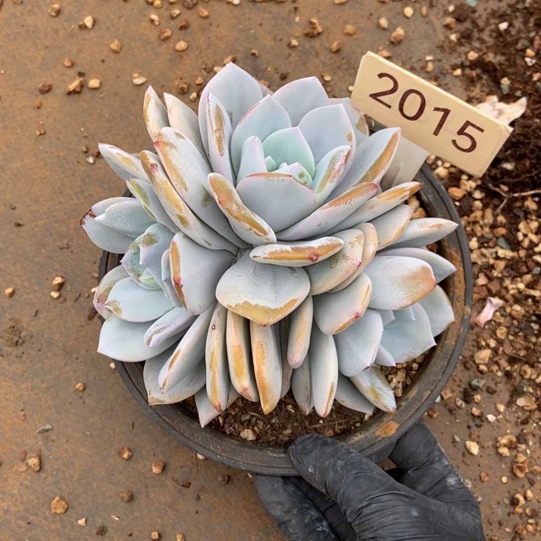 ****子三头奶茶。 2015号。   