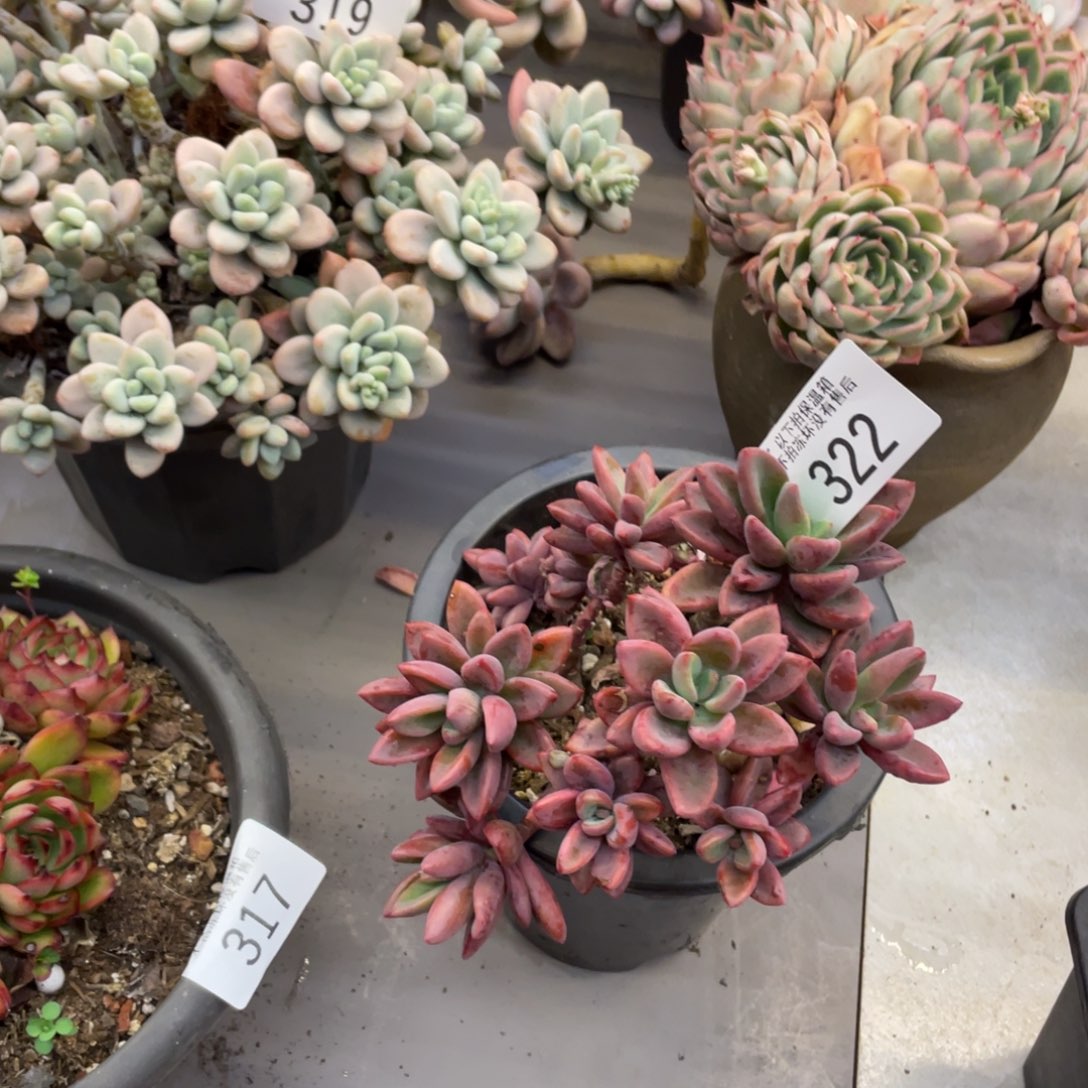 黑大帅多肉322紫心