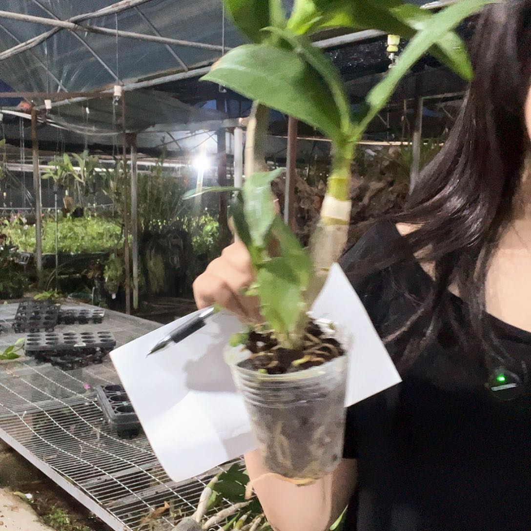 当前无花朵，栽培后可花朵12