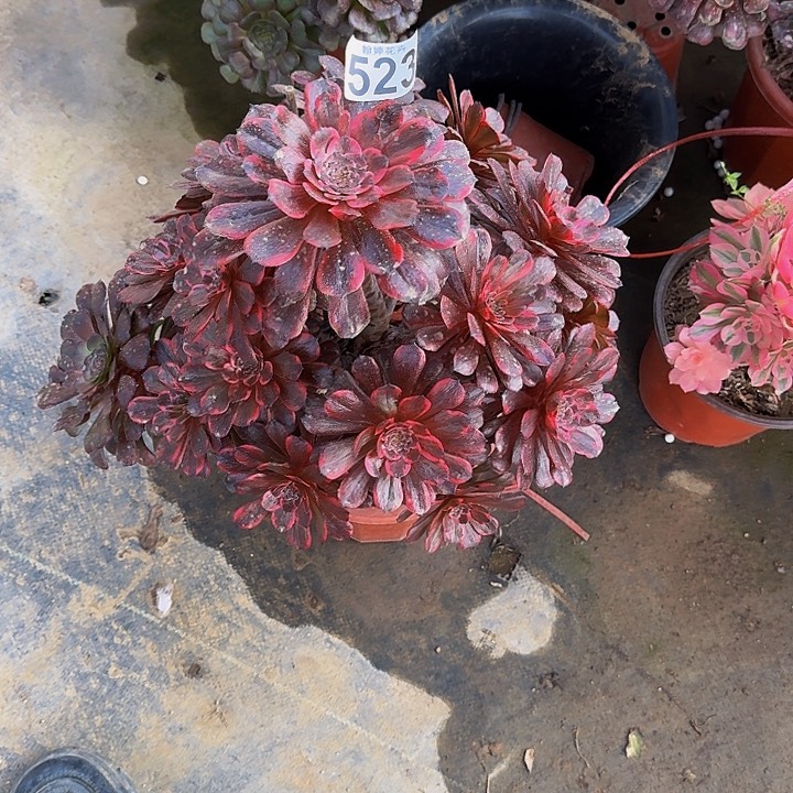 000000000000000523火烧云