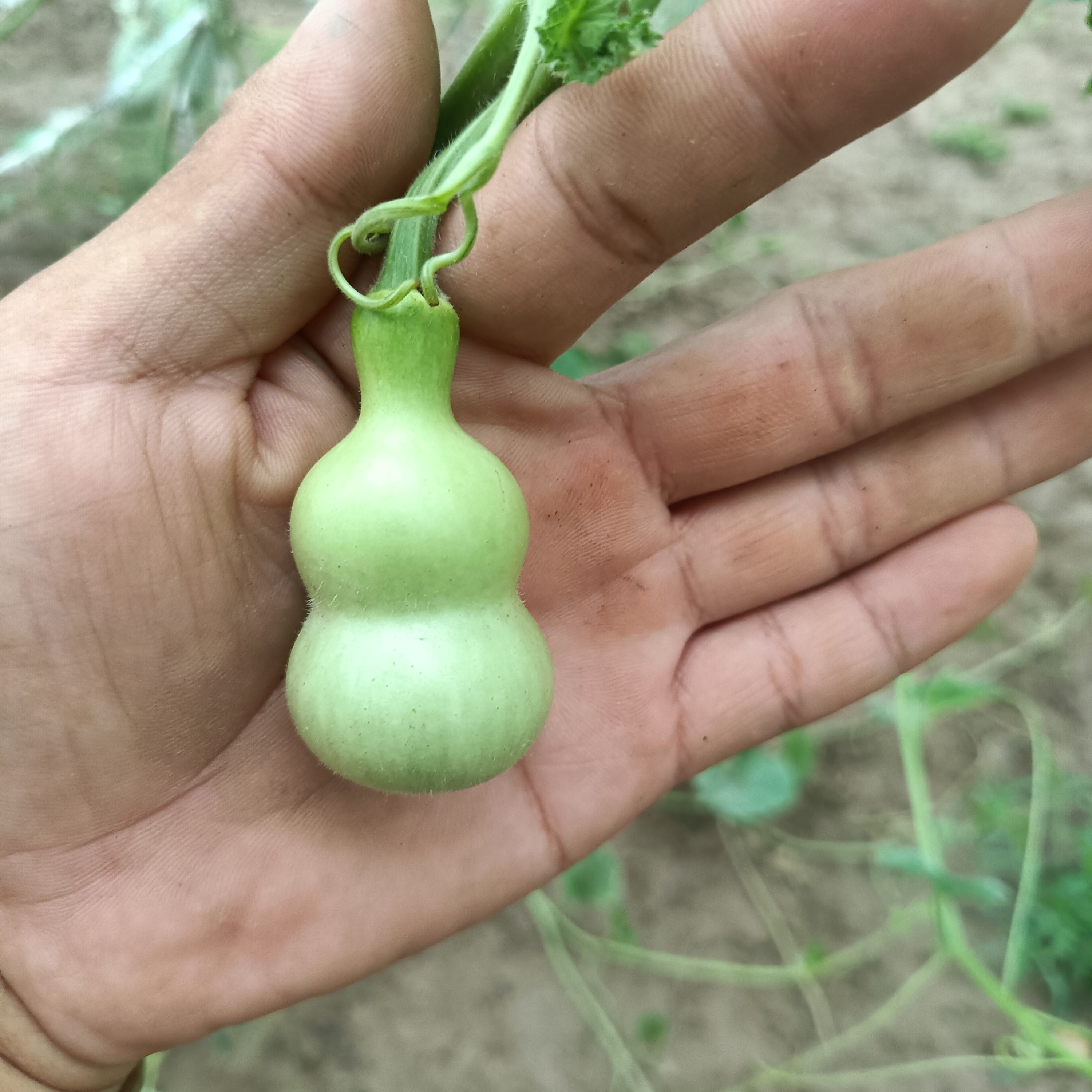 天然手捻精品小美葫芦自家种植文玩葫芦