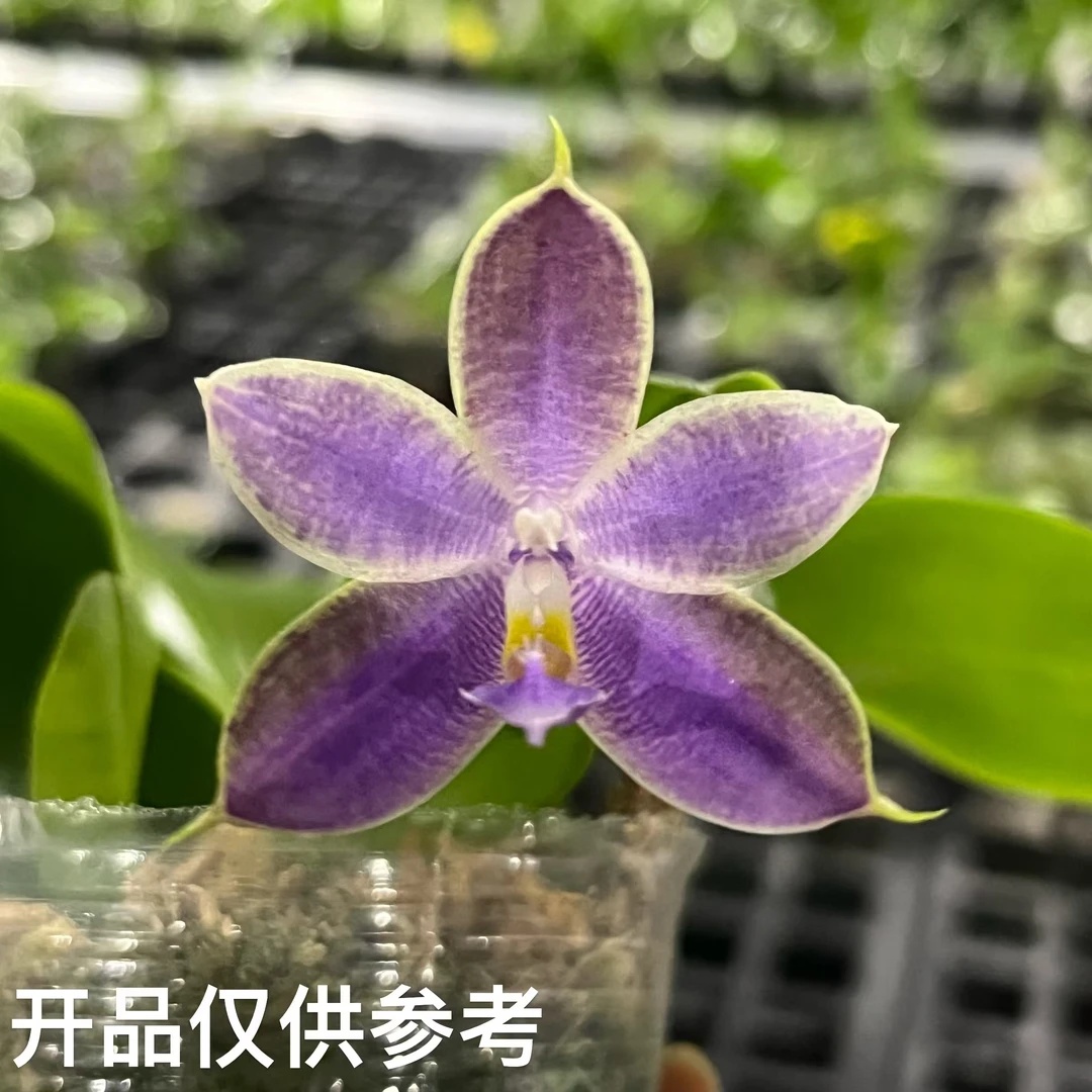 2.5寸 D711-苗【叶瑕少根】 原生趣味兰