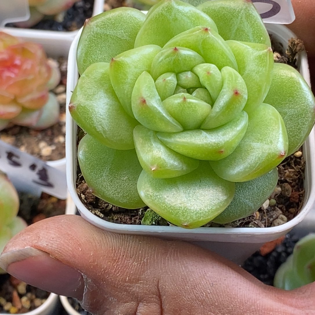 天官赐福百无禁忌