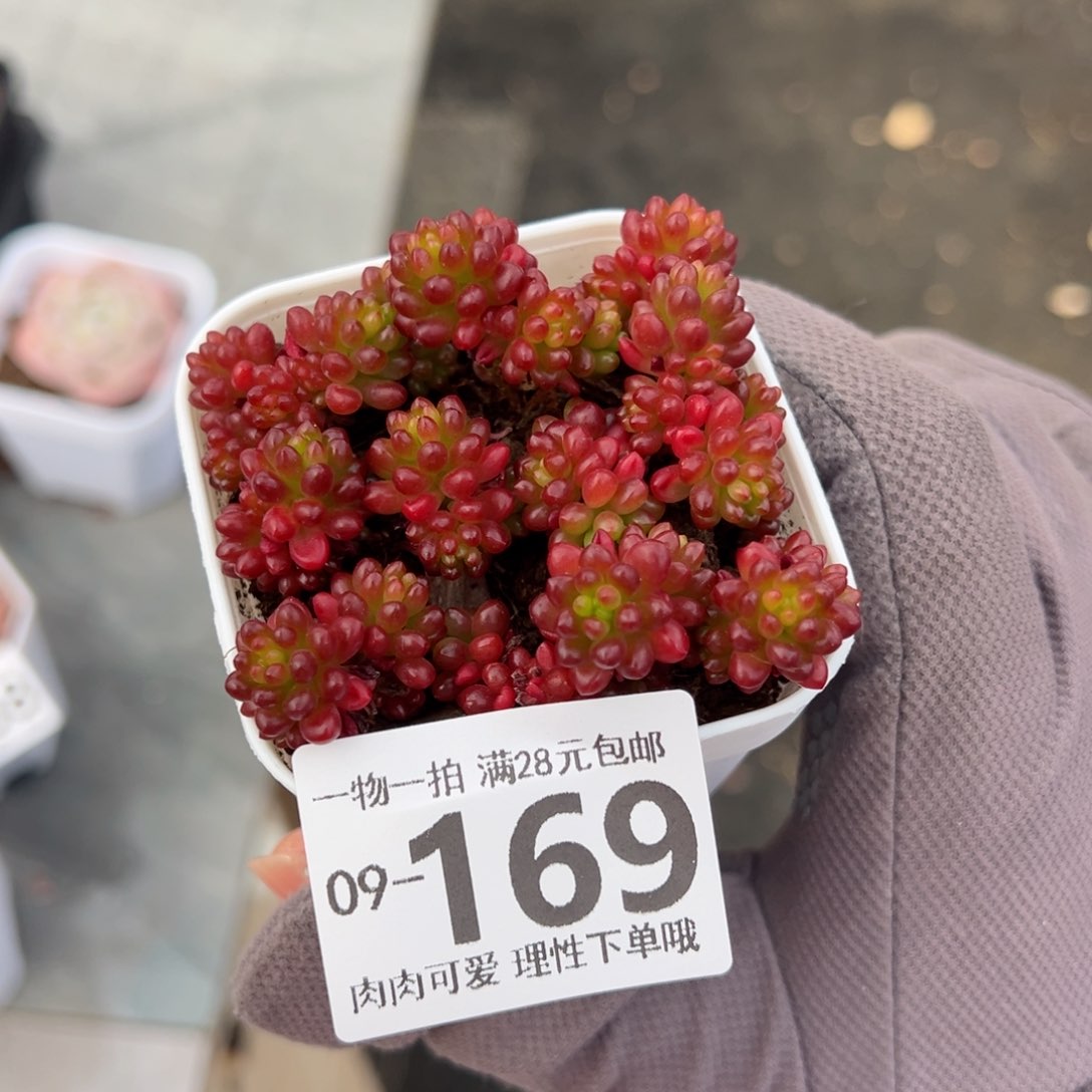 红浆果多肉多肉多肉多肉