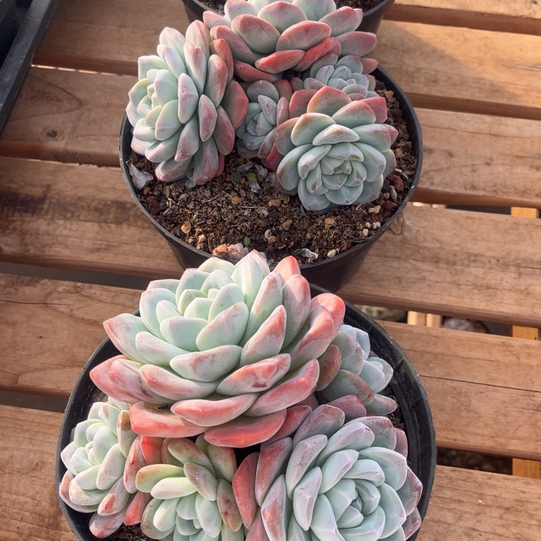 鸿***腾冰玉群生3颗一物一拍