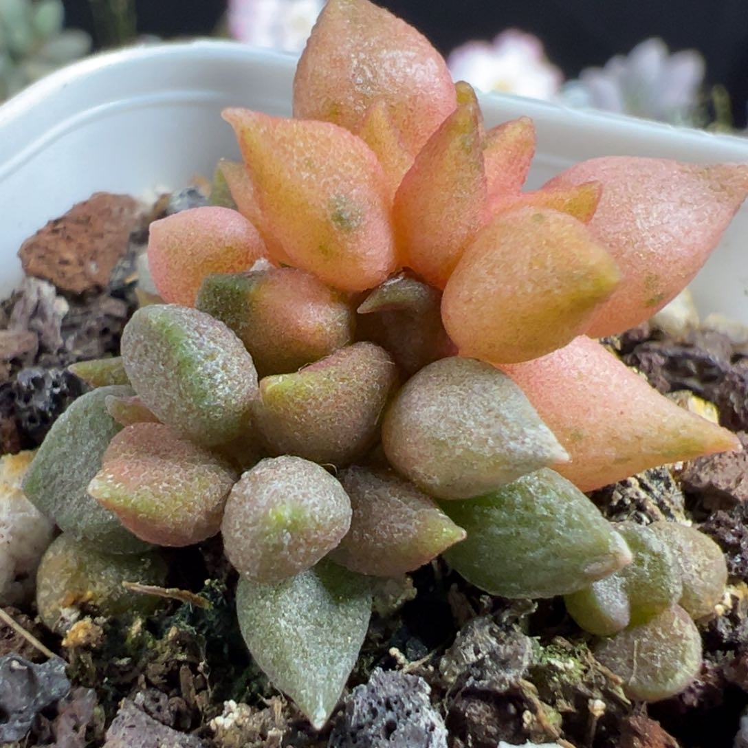 无花朵小辣椒锦多头纯木质桩多肉植物