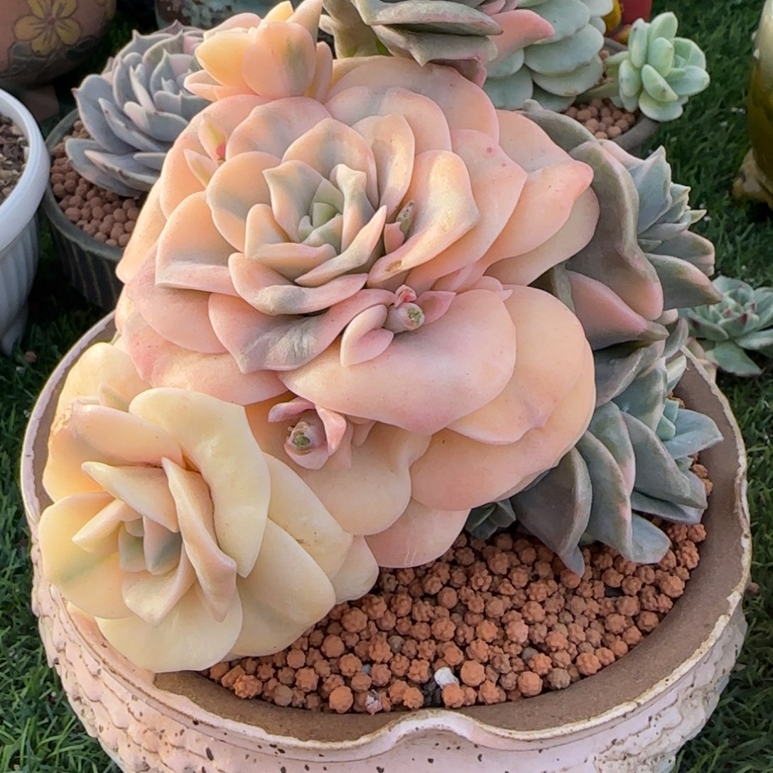 可爱玫瑰锦多肉植物