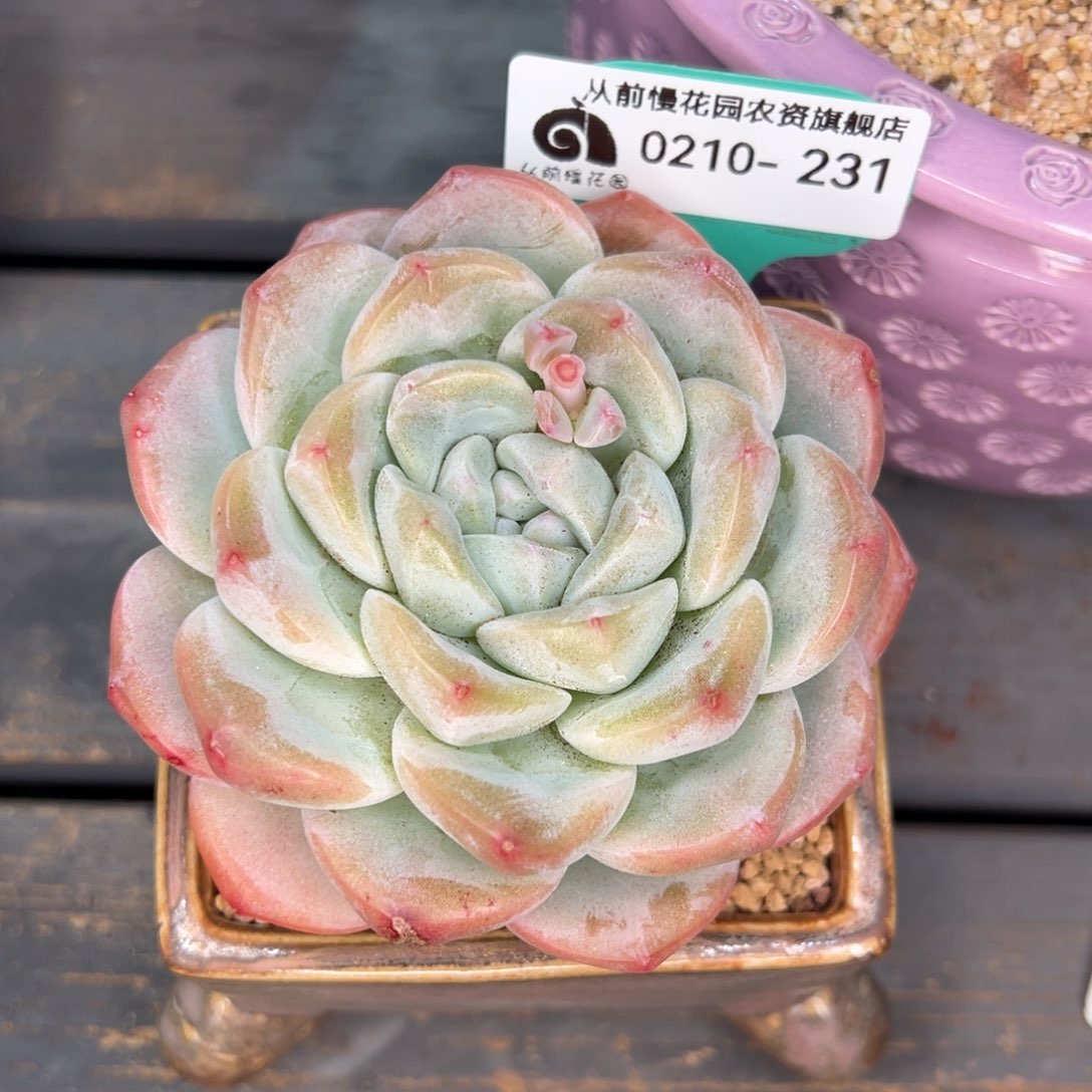 从前慢多肉精选编号0210.39