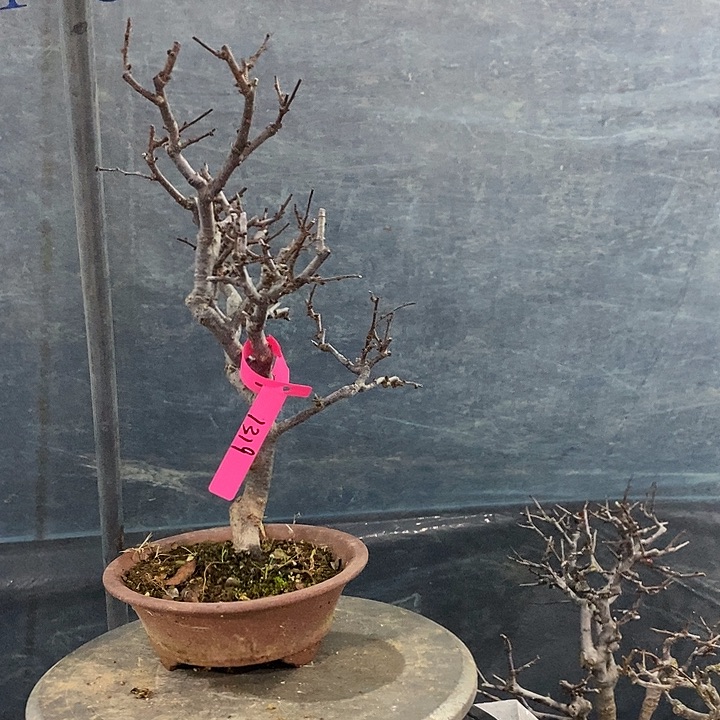 积***雄完全开放海棠长寿冠