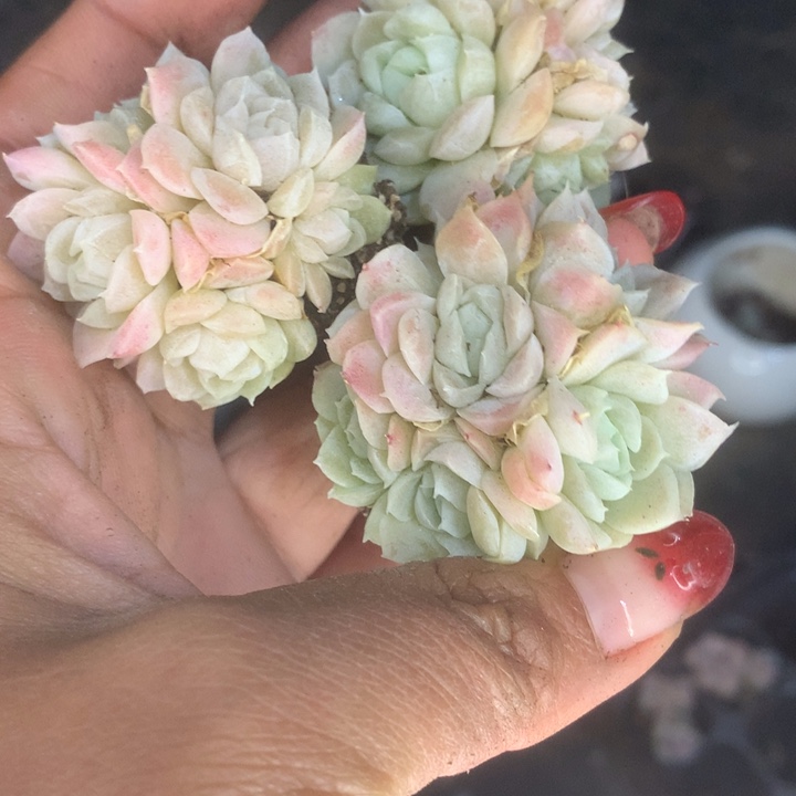 白月影。拍6送1颗。