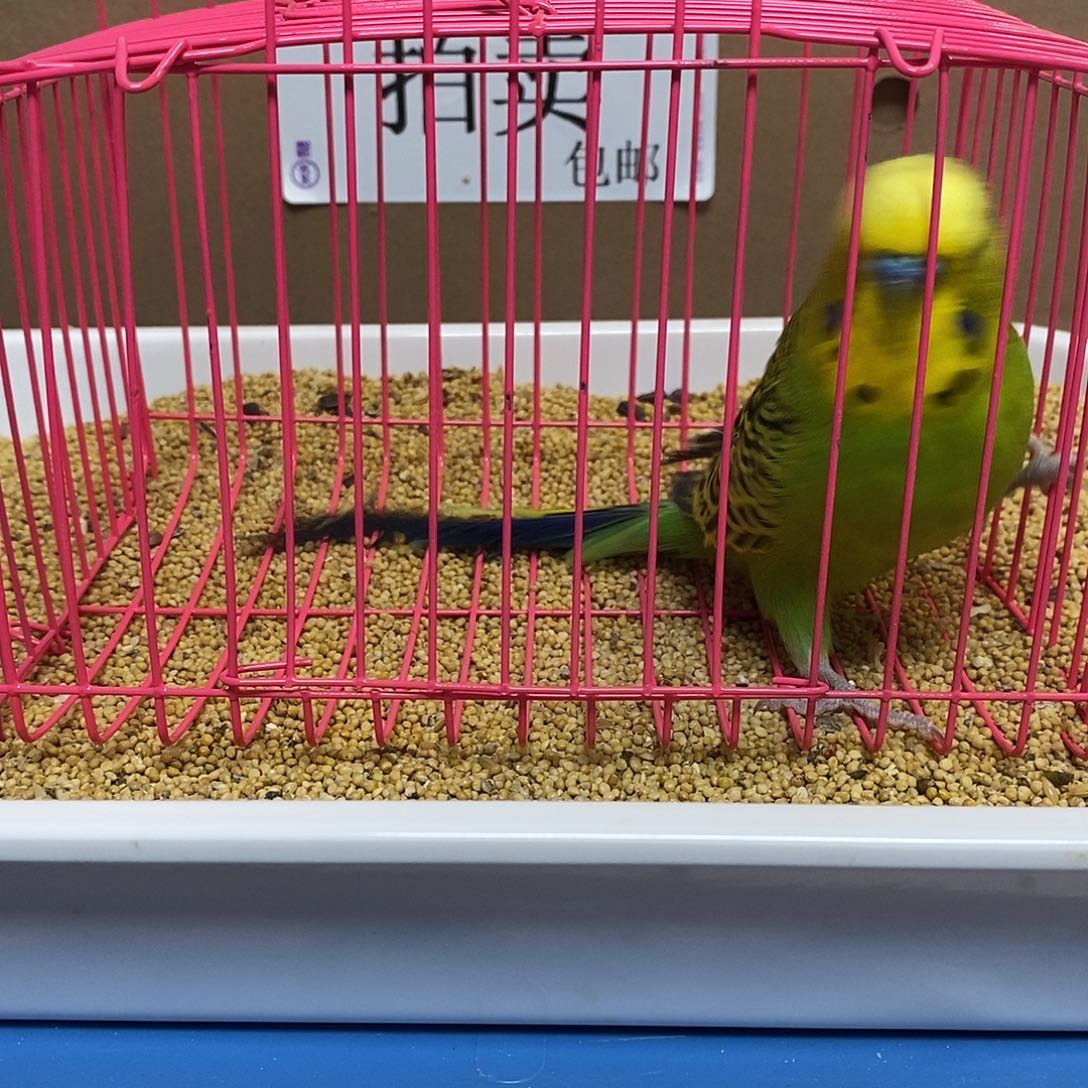 虎皮鹦鹉大头虎皮