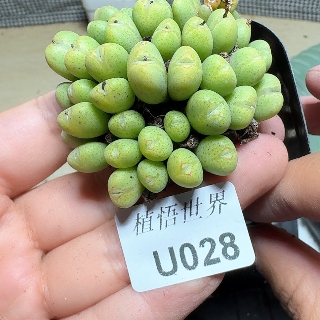 028盒多肉植物哇c c