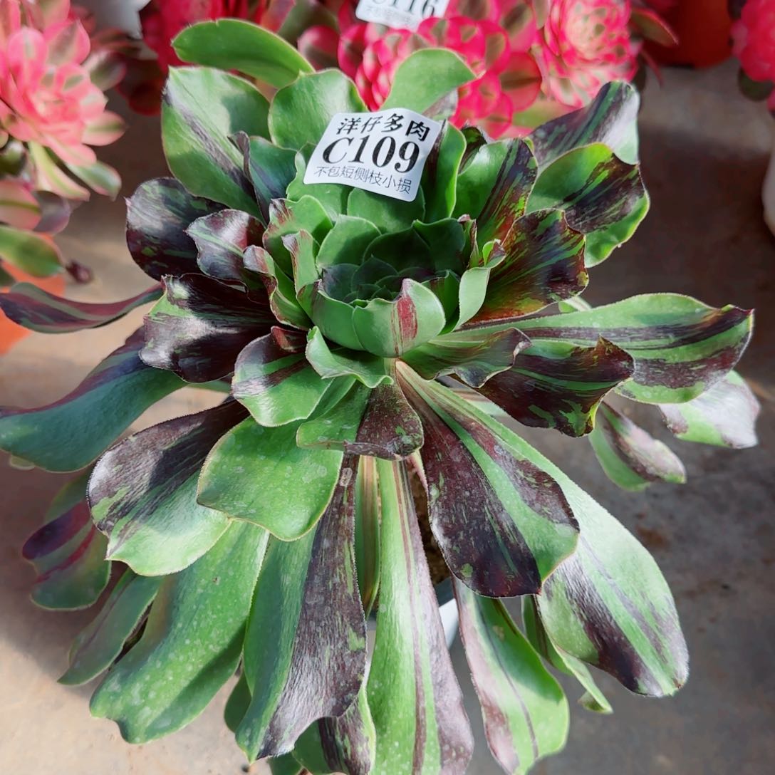 109丹青法师官服20左右2号