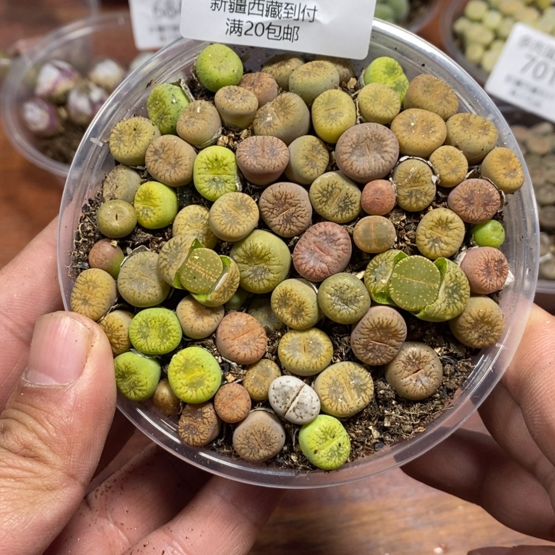 多肉蛋炒饭感谢您相伴704