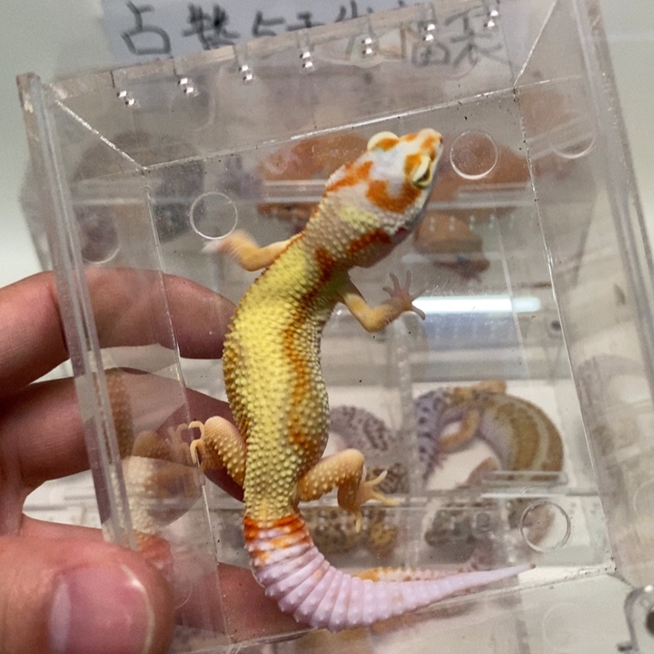 豹纹守宫白黄雨水柠檬（慎拍）